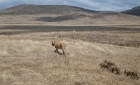 lion cubs following mom, Ngorongoro Crater, Tanzania